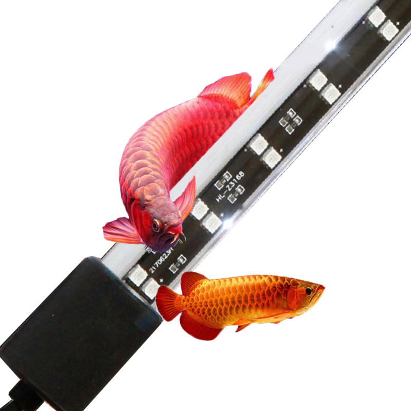 72cm 20 Watt Red Arowana Aquar - Aquarium Fish Keeping ulasan dan harga
