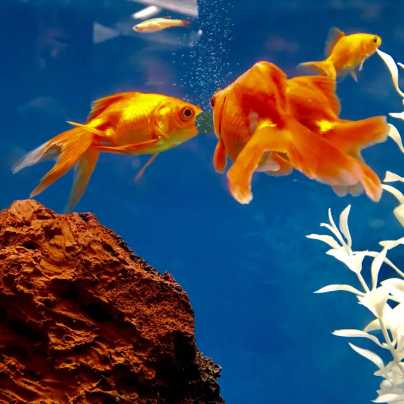 100pcs High Purity Spirulina T - Aquarium Fish Holiday Food ulasan dan harga
