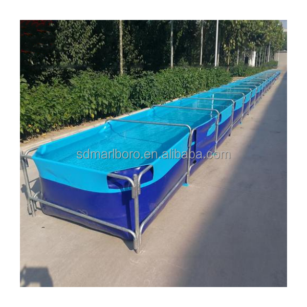 AIROW Custom Commercial High Q - Aquarium Fish For Sale ulasan dan harga