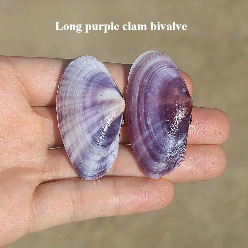 Long Purple Clam Natural Conch - Aquarium Fish Long ulasan dan harga