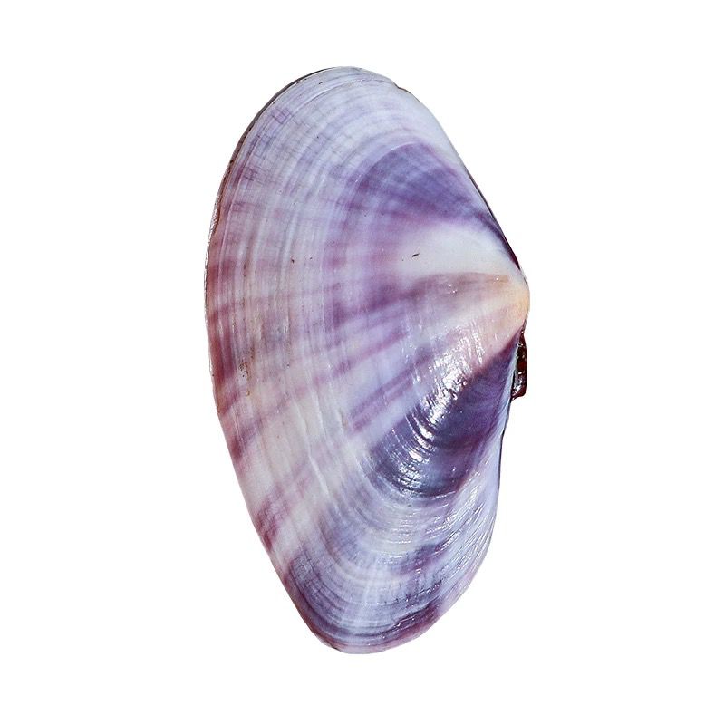 Long Purple Clam Natural Conch - Aquarium Fish Long ulasan dan harga