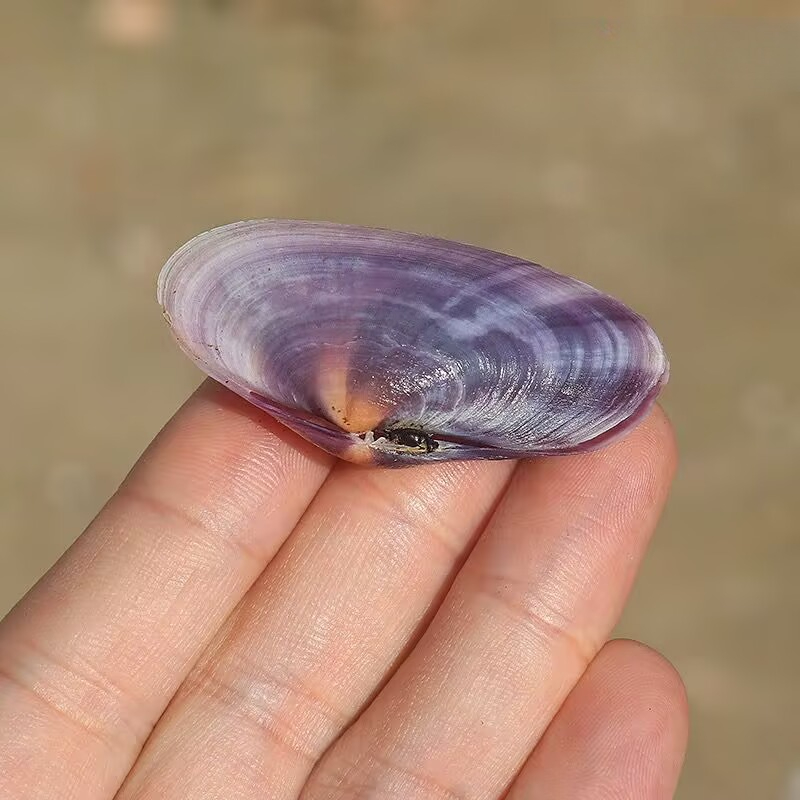 Long Purple Clam Natural Conch - Aquarium Fish Long ulasan dan harga