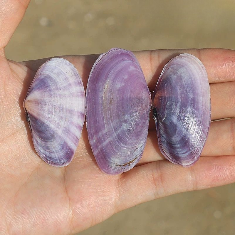 Long Purple Clam Natural Conch - Aquarium Fish Long ulasan dan harga