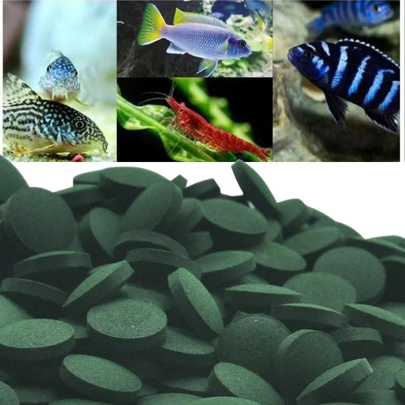 50/100/300/500pcs Spirulina Ta - Aquarium Fish Holiday Food ulasan dan harga