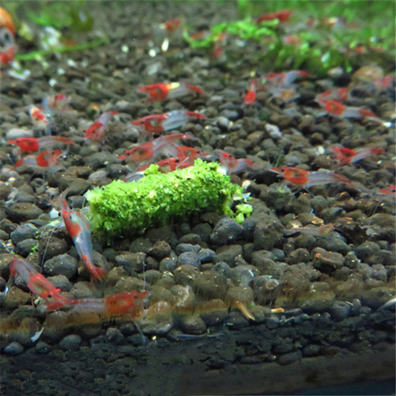 NEW 1 Bag 35g Crystal Red Shri - Aquarium Fish Holiday Food ulasan dan harga