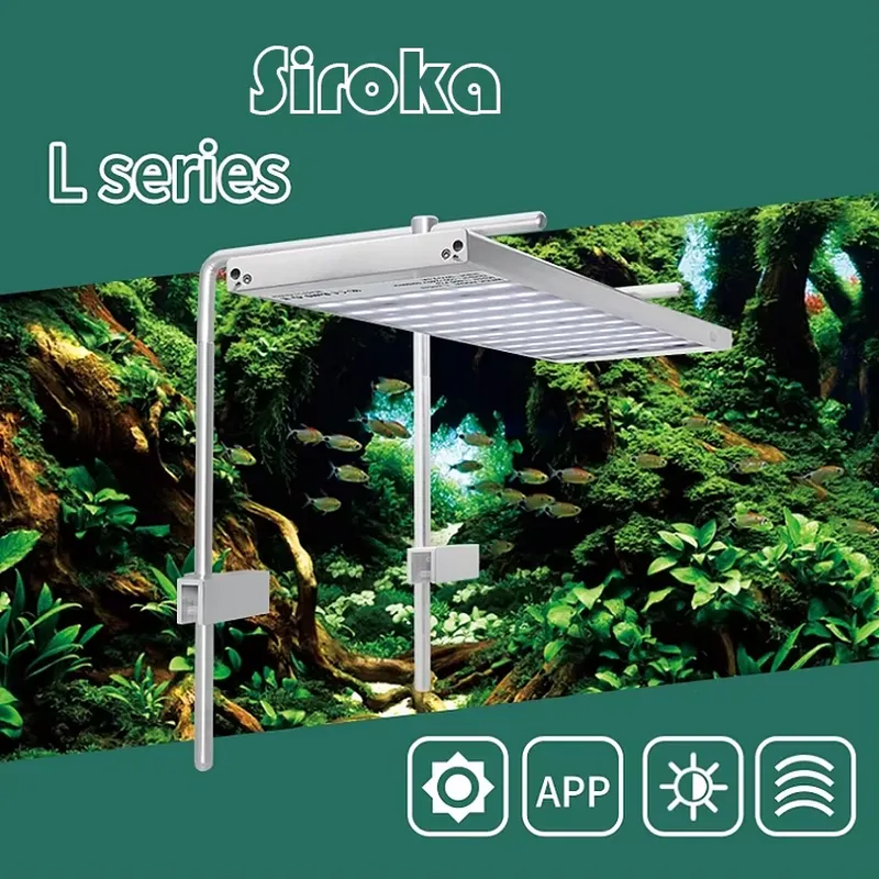 Hot Sale Silver 55W-110W Dimma - Aquarium Fish For Sale ulasan dan harga